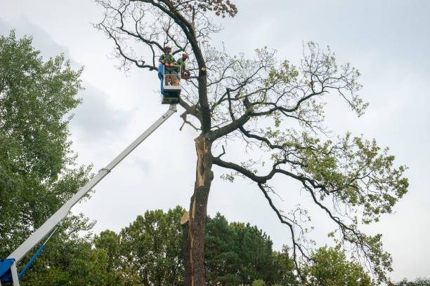 Best Fruit Tree Pruning  in Parshall, ND